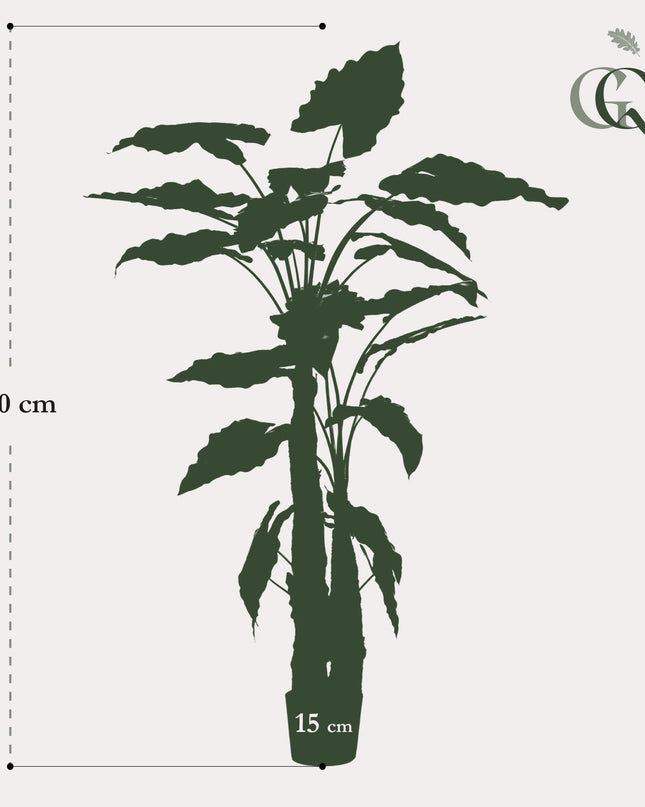 Kunstplant - Alocasia - Olifantsoor - ↕ 180 cm