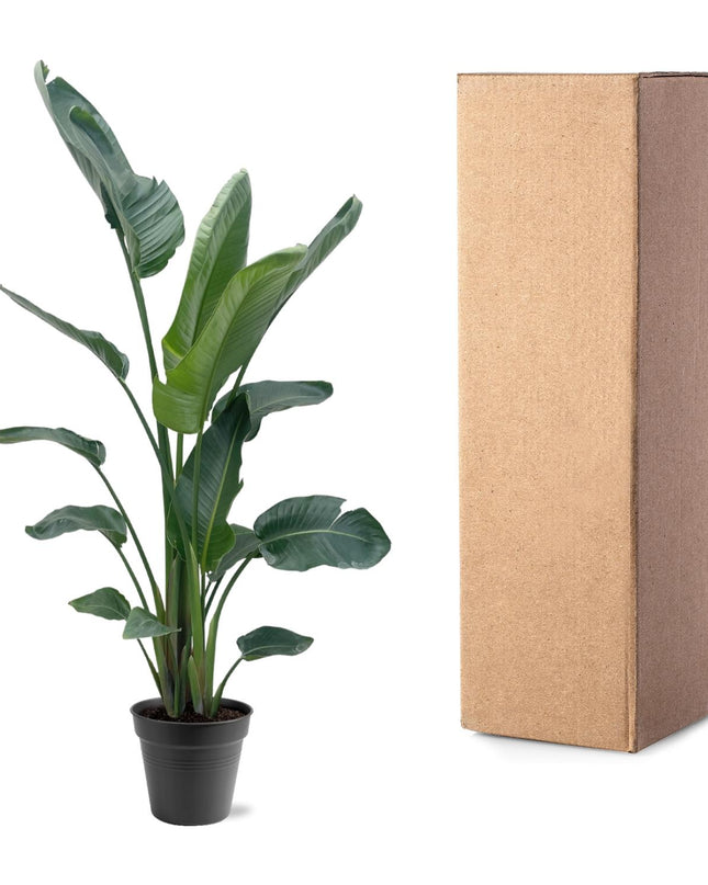 Strelitzia Nicolai XXL - 190 - 225 cm - ø27-ø30