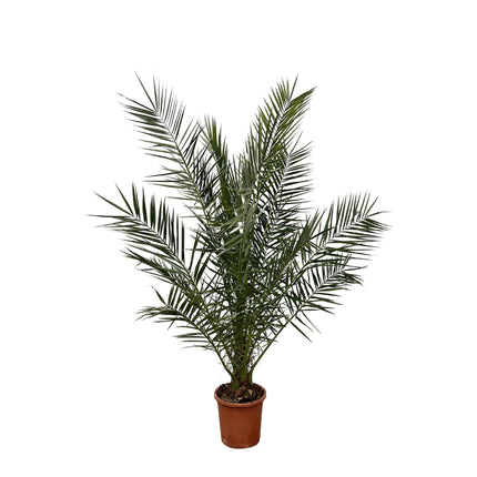 Phoenix Canariensis - 180 cm - Ø27cm