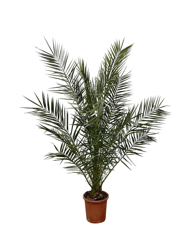 Phoenix Canariensis - 180 cm - Ø27 cm