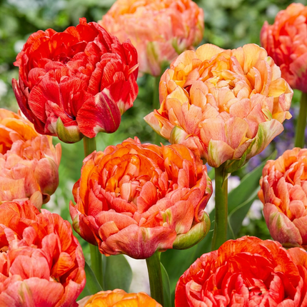 48x Tulipa Gudoshnik Double - Double-flowered Gudoshnik tulip - Assorted - Spring flowering bulb - Bulb size 11/12