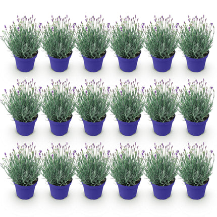 Lavande - 18 plantes - Lavandula angustifolia Hidcote - Rustique - Violet - Pot 12cm - Hauteur 15-25cm