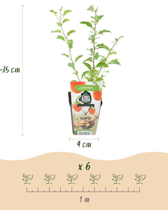 Goji Berry Fruit Plants - 6 plants - Lycium Barbarum - Hardy in Winter - Pot 9 cm - Orange - Red Fruit