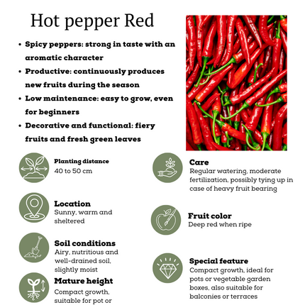 Mezcla de verduras rojas para cosechar de 3 plantas - Tomate cherry - Pimiento snack rojo - Planta de chile rojo picante - Ø 14 cm - ↨ 45 cm