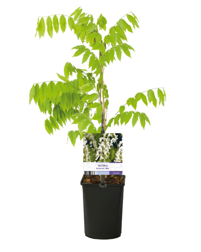 Green boutiQ - Blauwe regen - Wisteria floribunda Alba - Bloem Wit  - 1 plant - Pot 11cm Hoogte 40cm