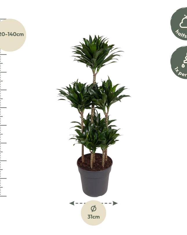 Dracaena Compacta Carrusel - 130 cm - ø31