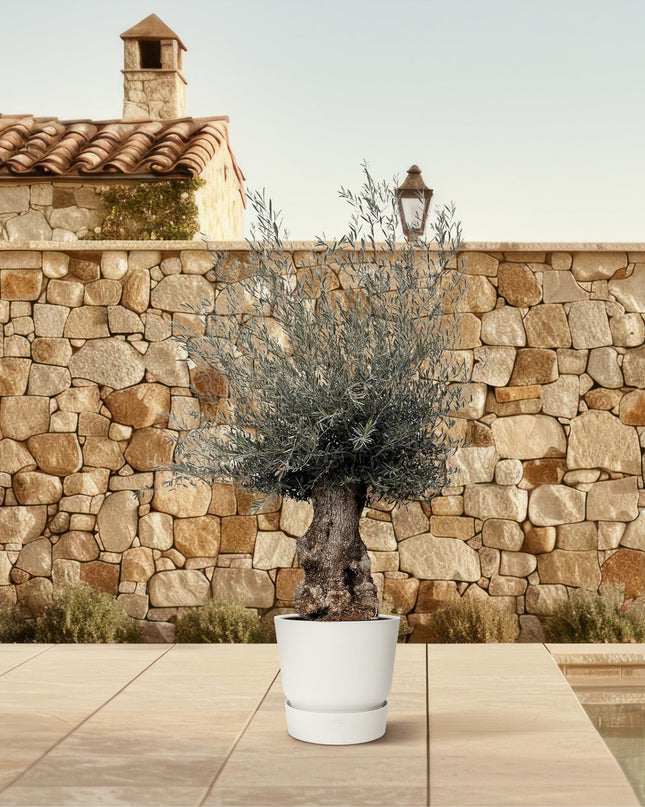 Olea Europaea Bonsai - 270cm- Ø80