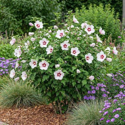 Hibiskus syriacus Hamabo - Gartenhibiskus - winterhart - weiß - rosa - 3 Pflanzen - Topf 17cm - Höhe 45cm