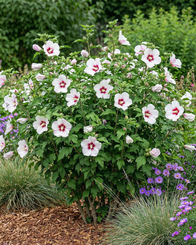 Hibiskus syriacus Hamabo - Gartenhibiskus - winterhart - weiß - rosa - 3 Pflanzen - Topf 17cm - Höhe 45cm