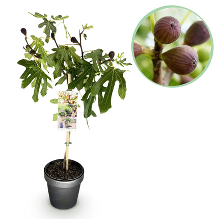 Ficus carica Little Miss Figgy – Terrassenpflanze – sommergrün – winterhart – grüne Frucht – Topf 19cm Höhe 90cm