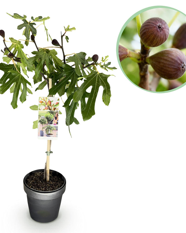 Ficus carica Little Miss Figgy – Terrassenpflanze – sommergrün – winterhart – grüne Frucht – Topf 19cm Höhe 90cm