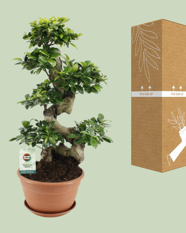 Ficus Ginseng - Ø27cm - ↕70cm