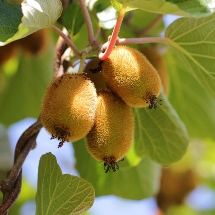 Gele Kiwi Fruitplant - 2 planten - Actinidia deliciosa Golden Kiwi - Gele Vrucht - Pot 15cm Hoogte 50cm