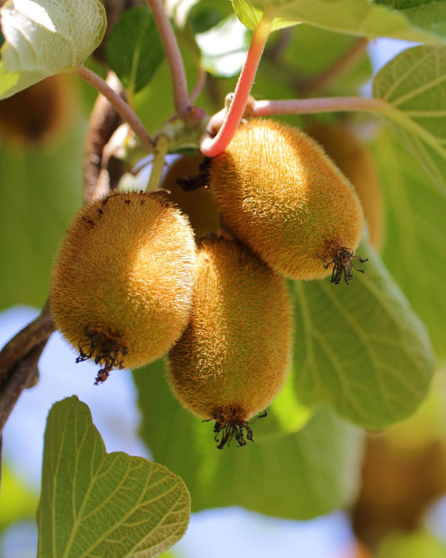 Gele Kiwi Fruitplant - 2 planten - Actinidia deliciosa Golden Kiwi - Gele Vrucht - Pot 15cm Hoogte 50cm