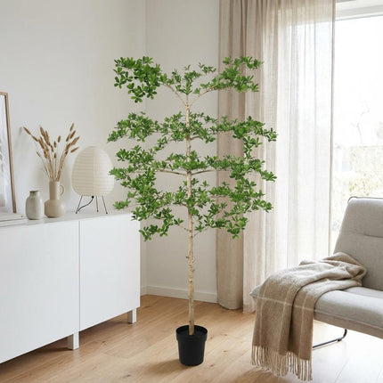 Planta artificial Bucida - 200cm