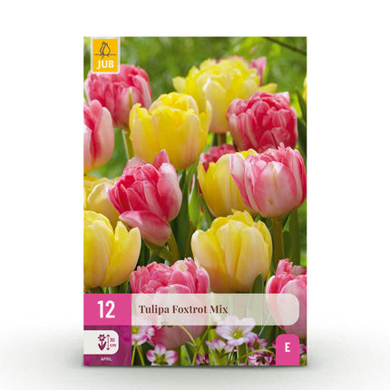 Bloembollen - Tulp Foxtrot mix - Diversen Kleuren - 12 stuks - Bolmaat 11/12 - XXL Pack