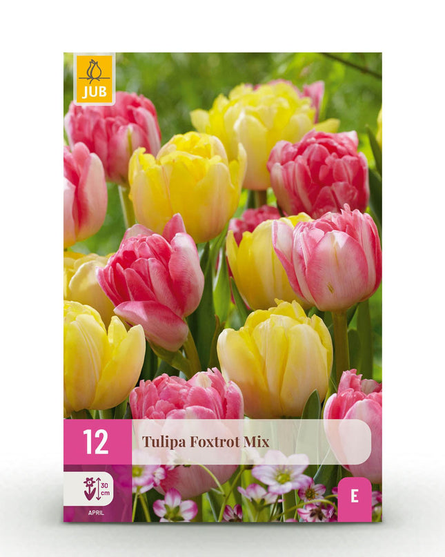 Bloembollen - Tulp Foxtrot mix - Diversen Kleuren - 12 stuks - Bolmaat 11/12 - XXL Pack