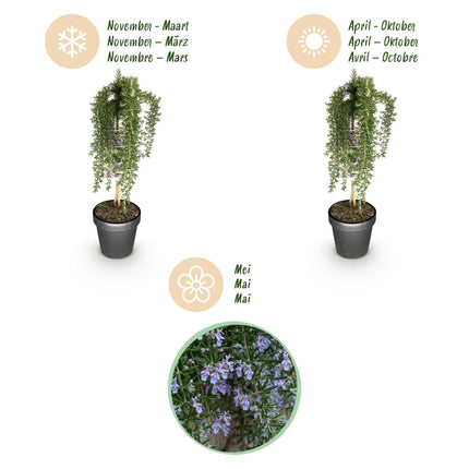 Rosmarino prostrato - Sempreverde - Resistente all'inverno - Fiore viola - Vaso 19 cm Altezza 90 cm