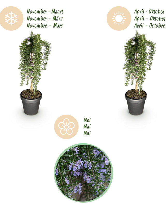 Romero rastrero - Perennifolio - Resistente al invierno - Flor morada - Maceta 19 cm Altura 90 cm