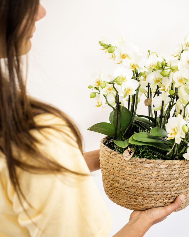 Kolibri Orchids | witte plantenset in Reed Basket incl. waterreservoir | drie witte orchideeën Lausanne 9cm en drie groene planten | Jungle Bouquet wit met zelfvoorzienend waterreservoir