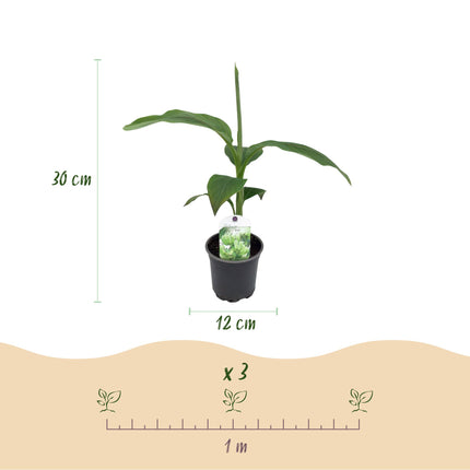 Plante de bananier - Musa Basjoo - Rustique - 4 plantes - Pot 12cm - Hauteur 30cm