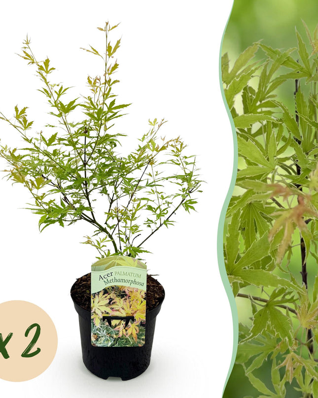 Acero giapponese - Acer palmatum Methamorphosa - 2 pezzi - Vaso 19 cm Altezza 70 cm