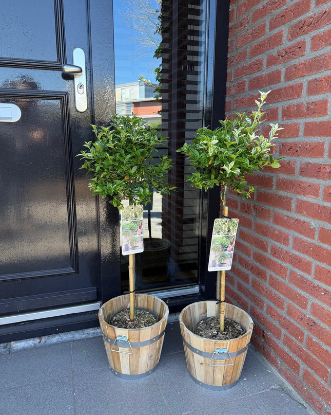 Euonymus fortunei Harlequin - Sempreverde - Resistente al freddo - Foglia verde-bianca - Vaso 19 cm Altezza 90 cm