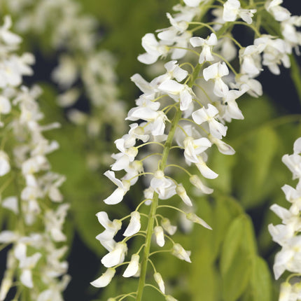 Blauwe regen - Wisteria floribunda Alba - Bloem Wit  - 1 plant - Pot 11cm Hoogte 40cm