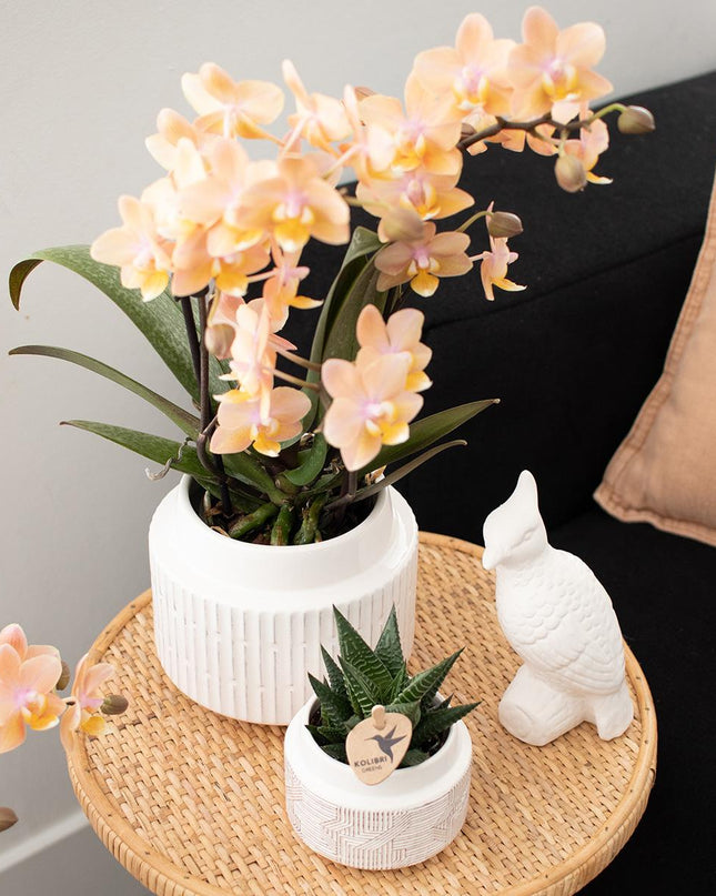 Kolibri Orchids - Surprise box mix - planten voordeel box - verrassingsbox met 4 verschillende orchideeën - vers van de kweker