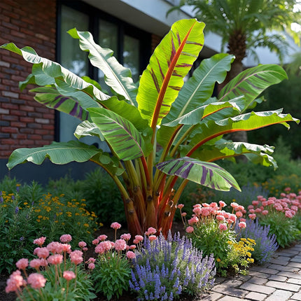 Bananen plant - 4 planten - Musa sikkemensis Red Tiger - Winterhard - Pot 17cm Hoogte 40cm