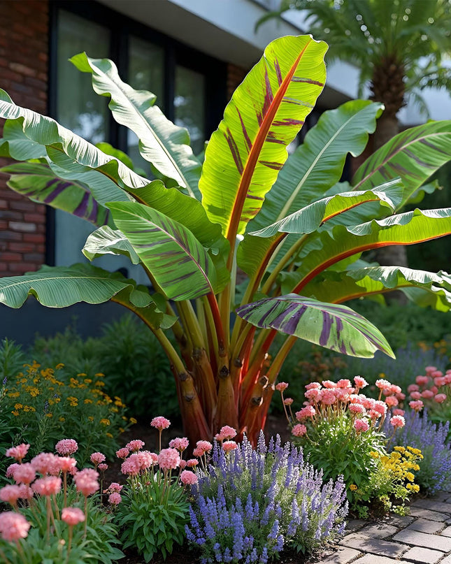 Bananen plant - 4 planten - Musa sikkemensis Red Tiger - Winterhard - Pot 17cm Hoogte 40cm