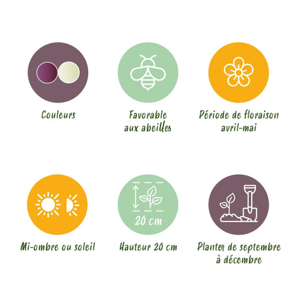 Bloembollen - Fritillaria Meleagris Mix - Kleur Paars en Wit - 30 stuks - Bolmaat 6/7 - XXL Pack