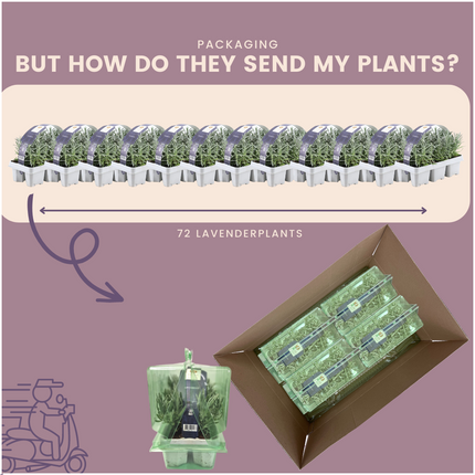 12 x 6er Set Lavendel angustifolia - 72 x Ø7 cm - ↕15 cm