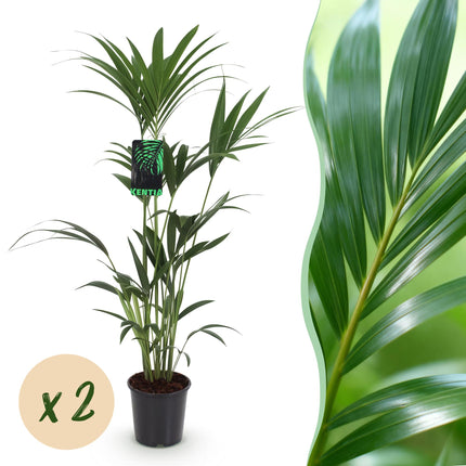 Howea forsteriana – Kentiapalme – 2 Pflanzen – Topf 21 cm – Höhe 120–130 cm