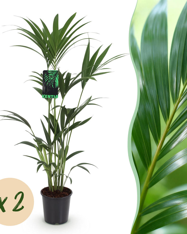 Howea forsteriana – Kentiapalme – 2 Pflanzen – Topf 21 cm – Höhe 120–130 cm
