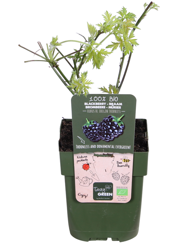 Rubus fruticosus 'Thornless Evergreen' - Doornloze Braam - Ø13cm - ↕45cm