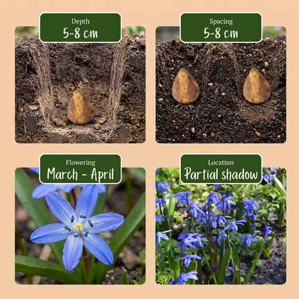 400x Scilla Siberica - Siberian squill - Blue - Naturalizing bulb - Bulb size 7/8
