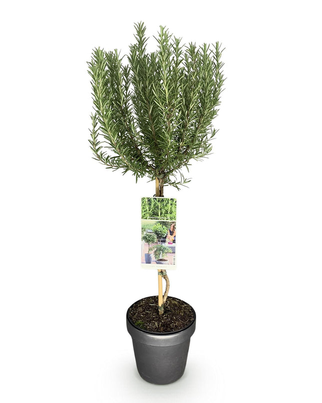 Rosmarino - De hoja perenne - Resistente al invierno - Flor morada - Maceta 19 cm Altura 90 cm