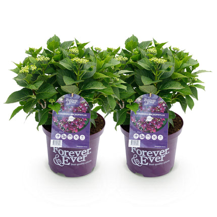 Hortensia Paars - Hydrangea Forever & Ever  - 2 Planten - Pot 23cm Hoogte 55cm