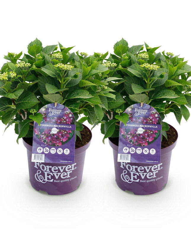 Hortensia morada - Hydrangea Forever & Ever - 2 plantas - Maceta de 23 cm - Altura 55 cm