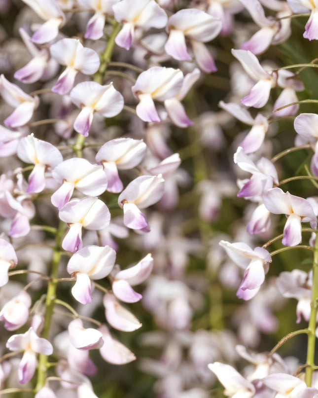 Blauwe regen - Wisteria floribunda Rosea - Bloem roze  - 1 plant - Pot 11cm Hoogte 40cm