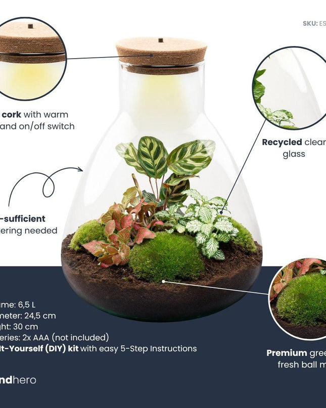 DIY Planten terrarium met licht - Sam Calathea - Ø 24,5 cm ↑ 30 cm - No tools