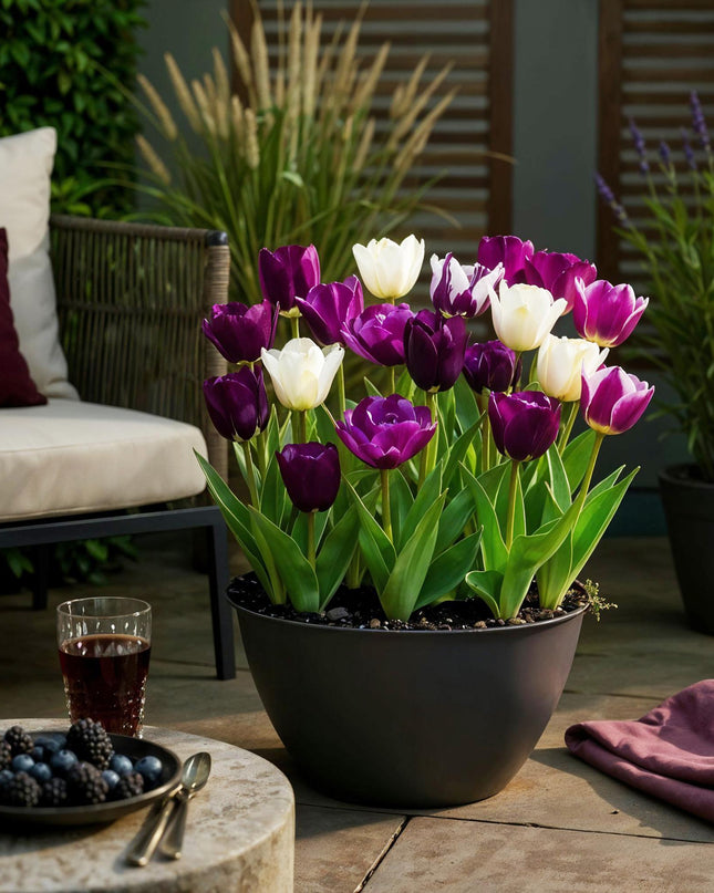 Bloembollen - Tulp Blueberry mix - Diversen Kleuren - 12 stuks - Bolmaat 11/12 - XXL Pack