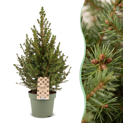 4x Kerstboom Picea glauca Conica - Kegelspar - Ø17cm - ↕65cm
