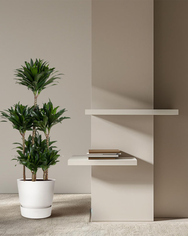 Dracaena Compacta Carrusel - 130 cm - ø31