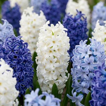80x Hyacinthus Blue water mix - Jacinto azul - Azul - Planta de floración primaveral - Tamaño del bulbo 14/15