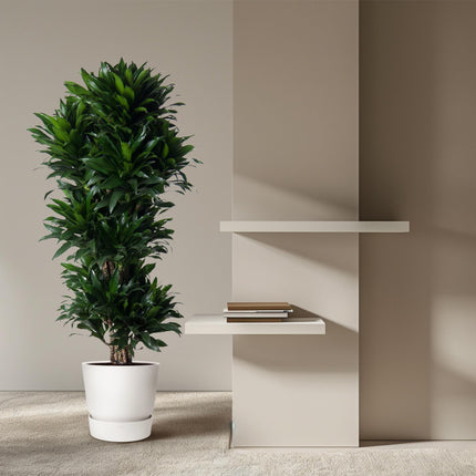 Dracaena Compacta innestata - 140 cm - ø31