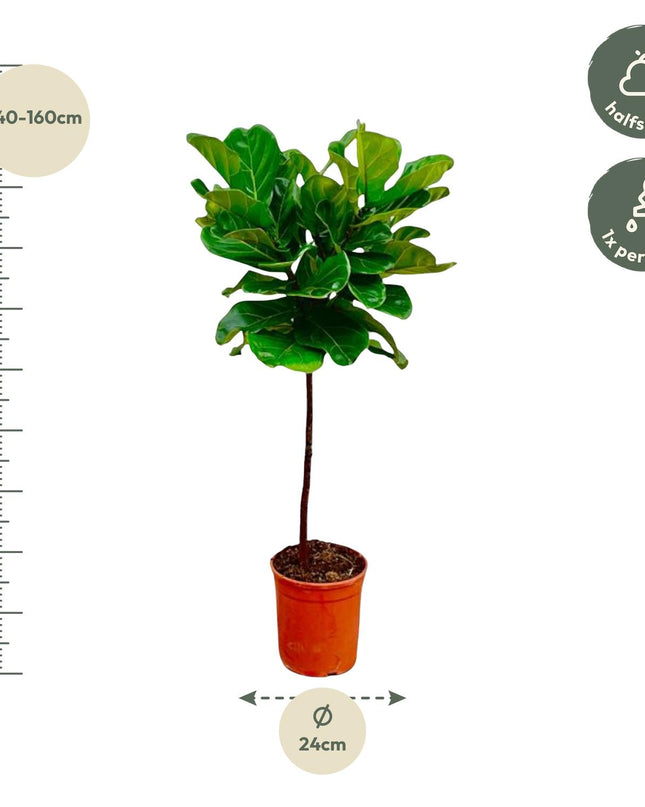 Tallo de Ficus Lyrata - 130 cm - ø24