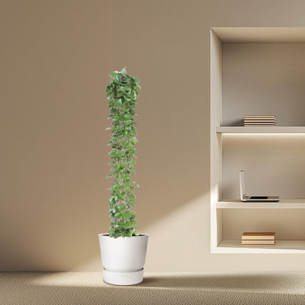 Cissus rotundifolia Pflanzenstütze - 160 cm - ø27