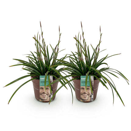 Siergrassen -  Carex morrowii Irish Green - Groen & Geel - 2 Planten - Bladhoudend - Weinig Onderhoud - Pot 17cm Hoogte 50cm